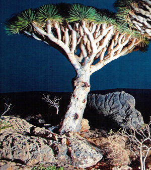 也门详细旅游攻略7happy8旅游网