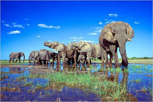 非洲旅游季节 看动物大规模迁徙