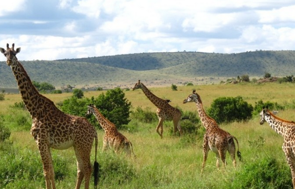 三月去非洲旅游攻略 看动物是怎么迁徙逃跑